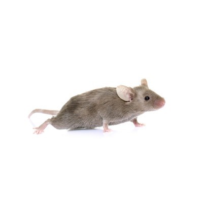Ratón Adulto