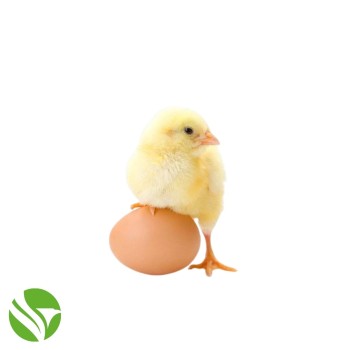 Comprar pollitos 1 día 8,5 kg